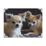 Carte postale chien chihuahua humour postcards