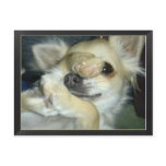 Carte postale chien chihuahua humour postcards