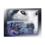 carte postale loup protection postcards
