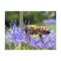 Caryopteris Post Card