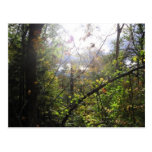 cascade mountain postcard