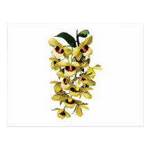 Cascade Yellow Orchids Postcards