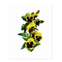 Cascade Yellow Pansies Postcard