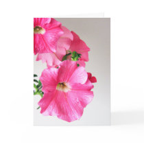 Cascading Pink Petunias