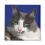 Casey White Grey Cat Refrigerator Magnet