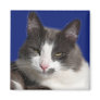 Casey White Grey Cat Refrigerator Magnet