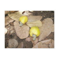 Cashew Fruits, Nigeria postcards