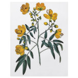 Cassia Corymbosa flyers