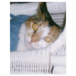 Cassie-Calico Cat flyers