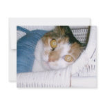 Cassie-Calico Cat invitations