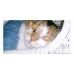 Cassie-Calico Cat photo cards
