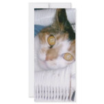 Cassie-Calico Cat rack cards