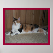 Cassie the calico cat poster
