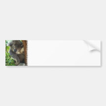 Casual Koala  Bumper Sticker