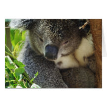 Casual Koala  Greeting Card