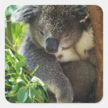 Casual Koala  Stickers