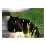 Cat 120 ~ ATC business cards