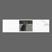 CAT (2) bumper stickers