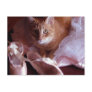Cat and Ballet Slippers Post Card