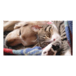 cat and dog card photo cards