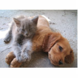 Cat and dog friendship Photo Sculpture photo sculptures