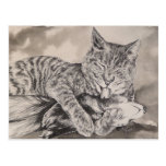 Cat and Ferret Postcard