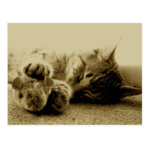 Cat and Mouse Postcards