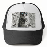 Cat Animal Pet hats