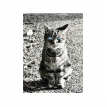 Cat Animal Pet photo sculptures