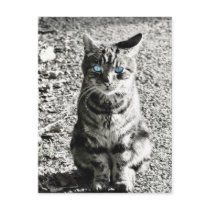 Cat Animal Pet Post Cards