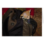 Cat bag cards