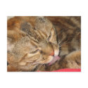 cat bath postcards