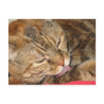 cat bath postcards