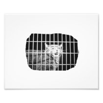 Cat behind bars with mouth open mean kitty photograph