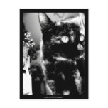 Cat black&white - Postcard