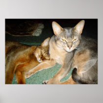 Cat Brother and Sister