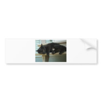 Cat Bumper Stickers