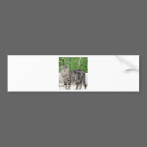 CAT bumper stickers