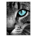 Cat cards