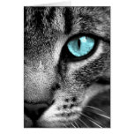 Cat cards