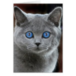 CAT GREETING CARDS