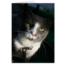 Cat Card