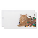 Cat Christmas light tangle photo cards