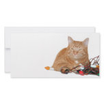 Cat claims Christmas lights photo cards