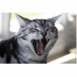 CAT CRAZY