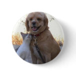 Cat Dog Love Button