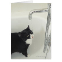 Cat Drinking Water Dripping From A Tap Cards