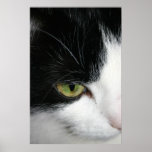 Cat eye closeup posters