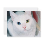 Cat Eyes invitations