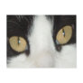 Cat Eyes Post Cards